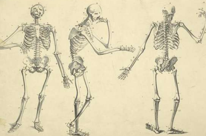 Drawing:9qs9xgbv4jo= Skeleton