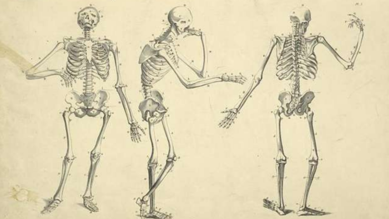 Drawing:9qs9xgbv4jo= Skeleton