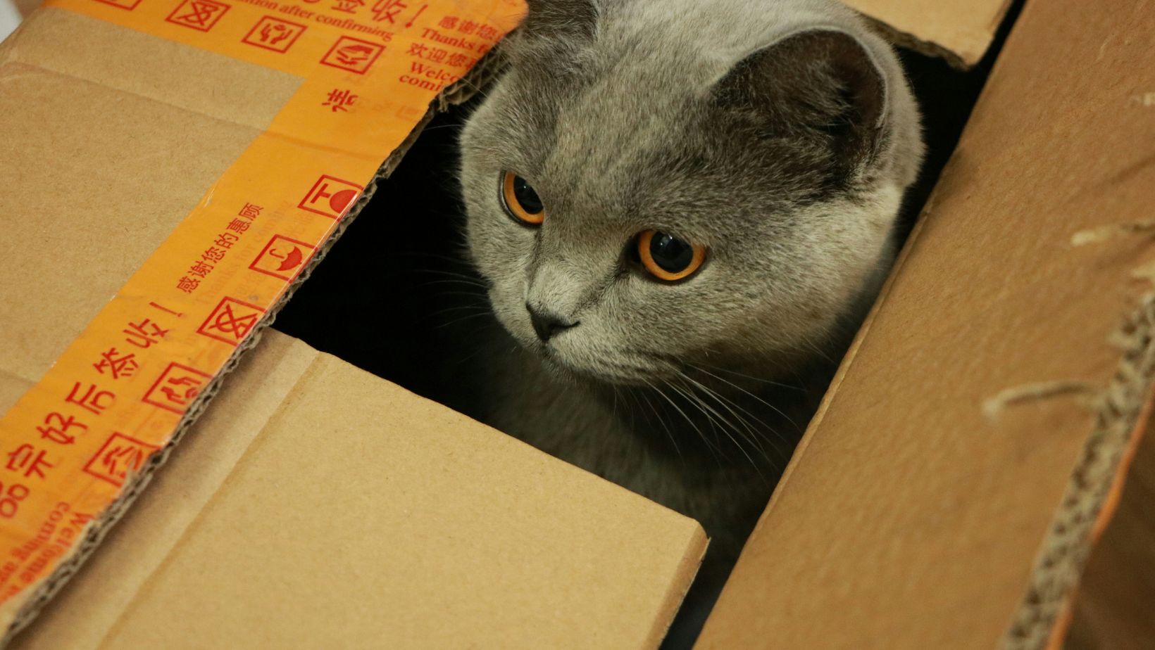 A move can complicate pet coverage, so check rules before you relocate.
